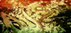 0947 Rainbow Serpent