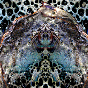 Copy of a detail from the image "Blue"