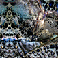 Detail from the image 'Blue'