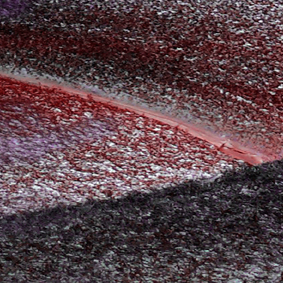 Detail from the image Palm Tree Perth
