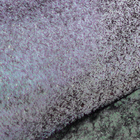 Actual size detail from image Palm Tree Perth
